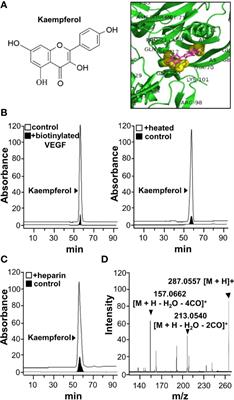 Kaempferol, a Major Flavonoid in Ginkgo Folium, Potentiates Angiogenic Functions in Cultured Endothelial Cells by Binding to Vascular Endothelial Growth Factor